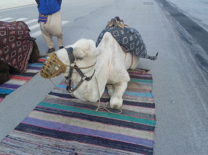 Moscando... só que não!