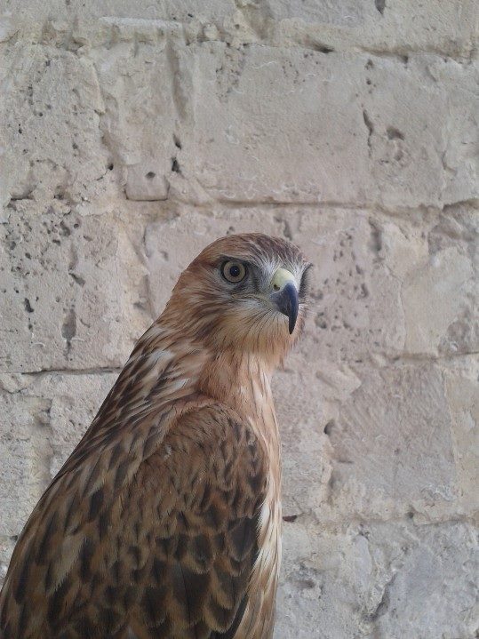 Moscando... só que não!